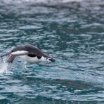 Photographing Antarctica