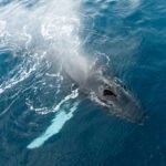 Photographing Antarctica