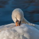 Photography in Bruges