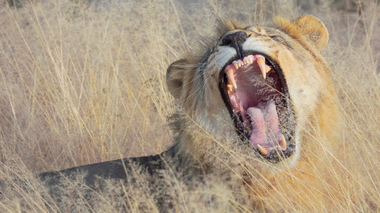 Photographing Africa! with Martin Bailey