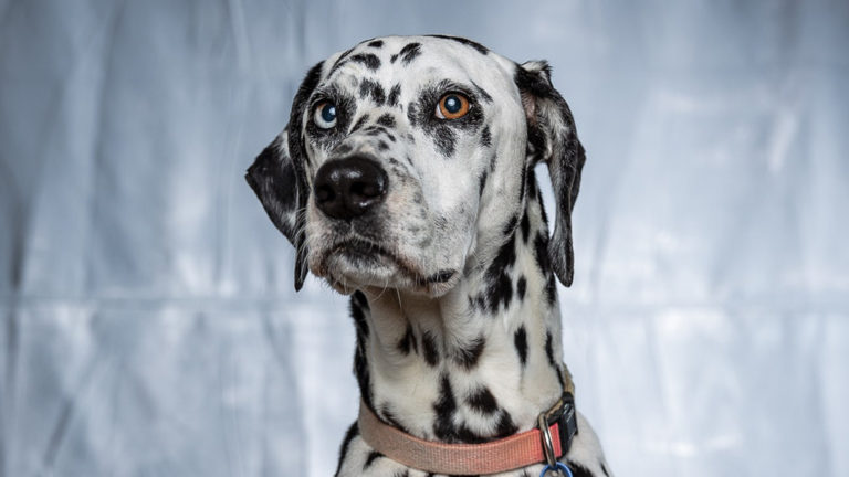 TWiP PRO Photo Critique – Pet Contest