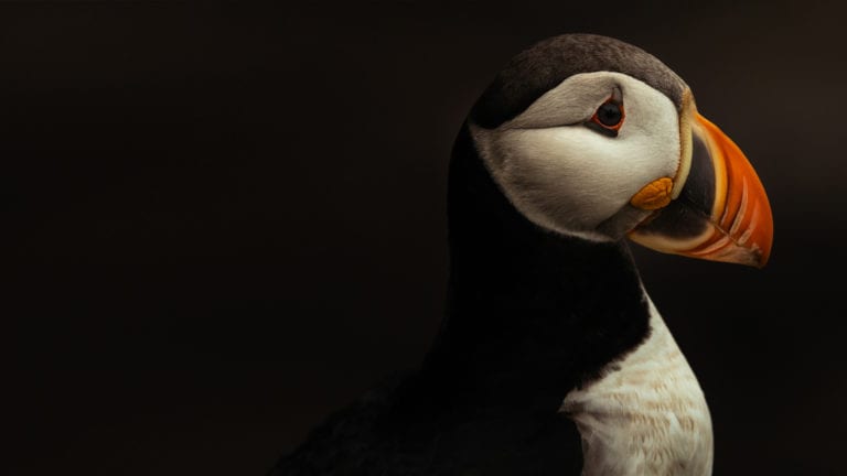 The Photographic Story Collector and Memory Maker