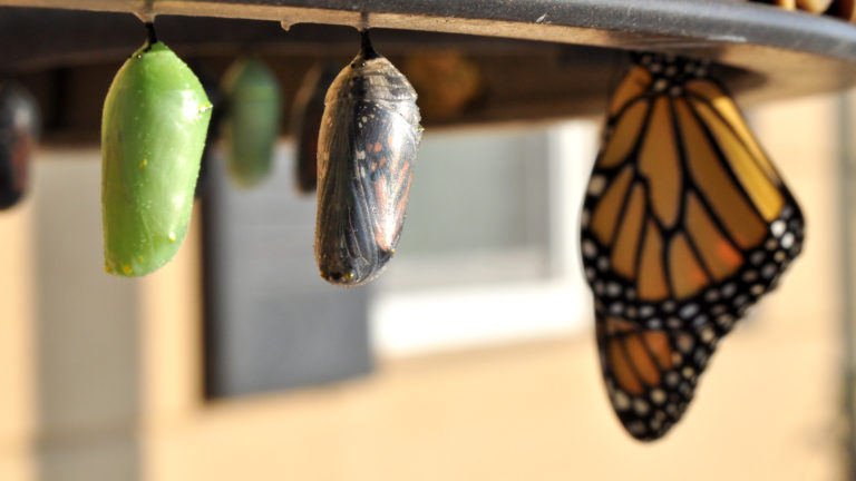 How to Transform Yourself! – TWiP 570