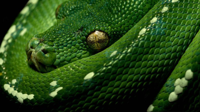 TWiP PRO Photo Critique 80 – GREEN!