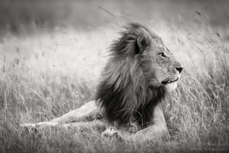 Storytelling in Photography, with Andy Biggs