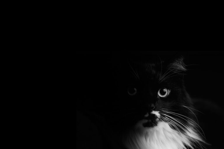 TWiP PRO Photo Critique 89 – “Negative”