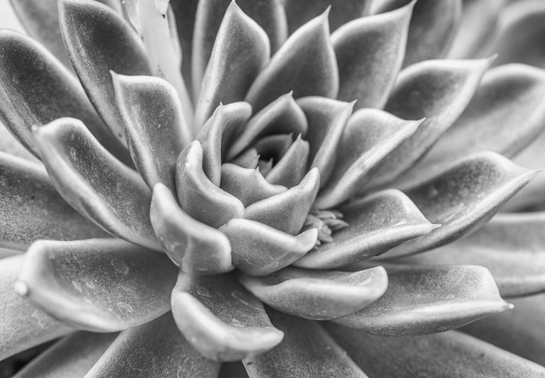 TWiP PRO Photo Critique 101 – FOUND IN THE GARDEN