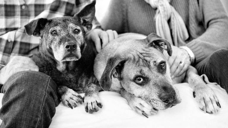 Understanding Fine Art Pet Photography