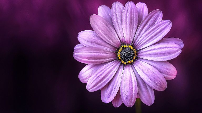 Photo Critique 131 – PLANTS