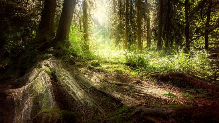 Adobe Lightroom vs Bridge!