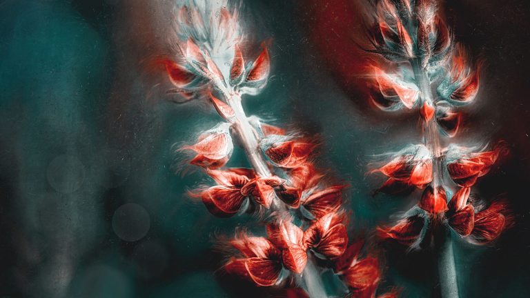 The Intimacy of Macro Photography