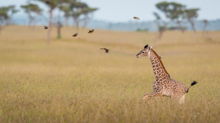 Telling Your Story in Pictures, with Andy Biggs