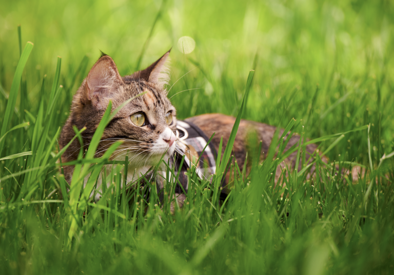 Photo Critique 184 – THE SECRET LIFE OF PETS