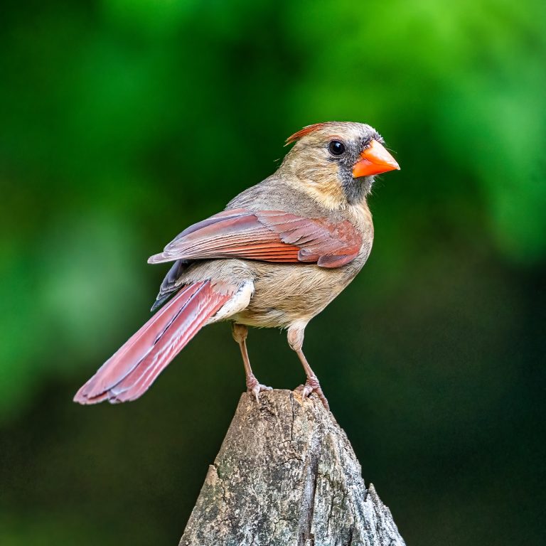 Photo Critique 191 – OPEN/GENERAL