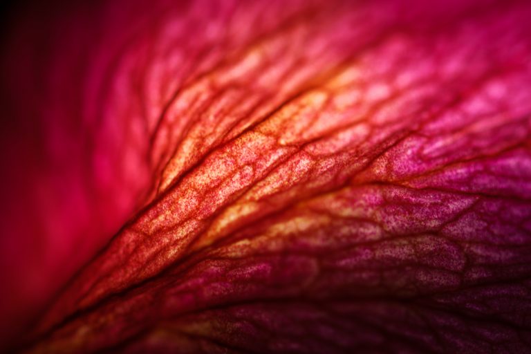 Photo Critique 199 – BACKLIT!