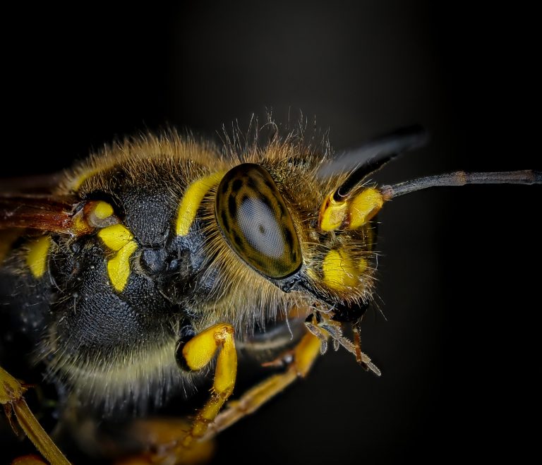 Photo Critique 204 – MACRO