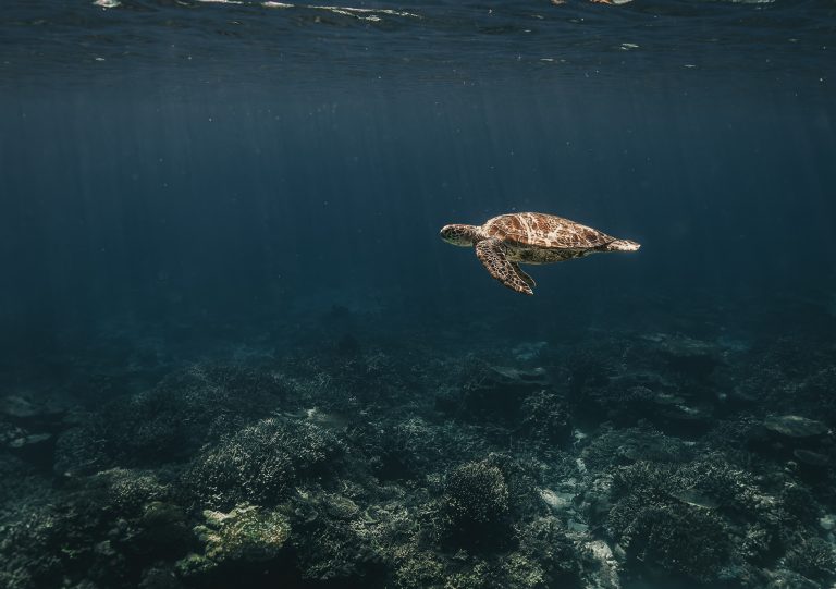 Photo Critique 205 – CRITTERS!