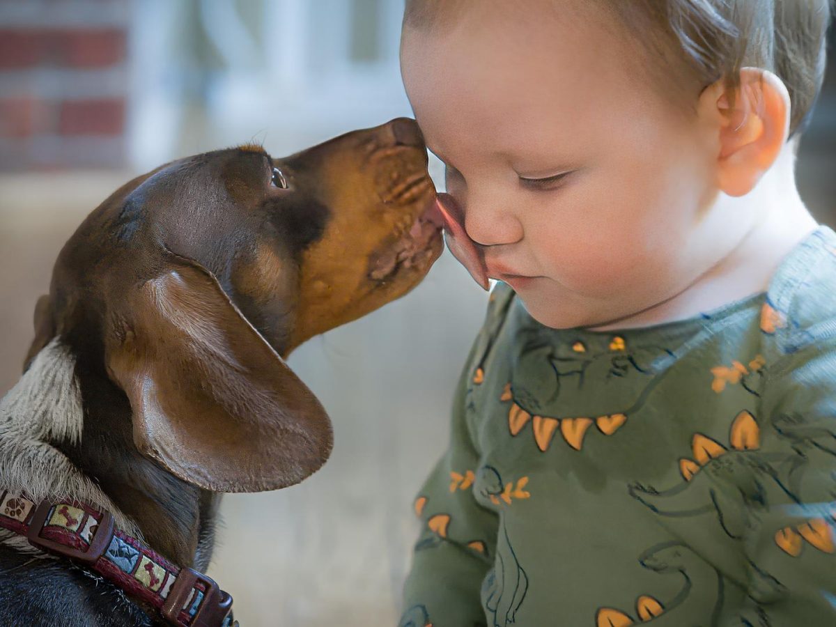 Elliot and Otto.  I took the image this afternoon. Our little Doxie, Otto, goes and kisses our new grand baby, Elliot, every time they are together.  Sony 135/f1.8 at f/9