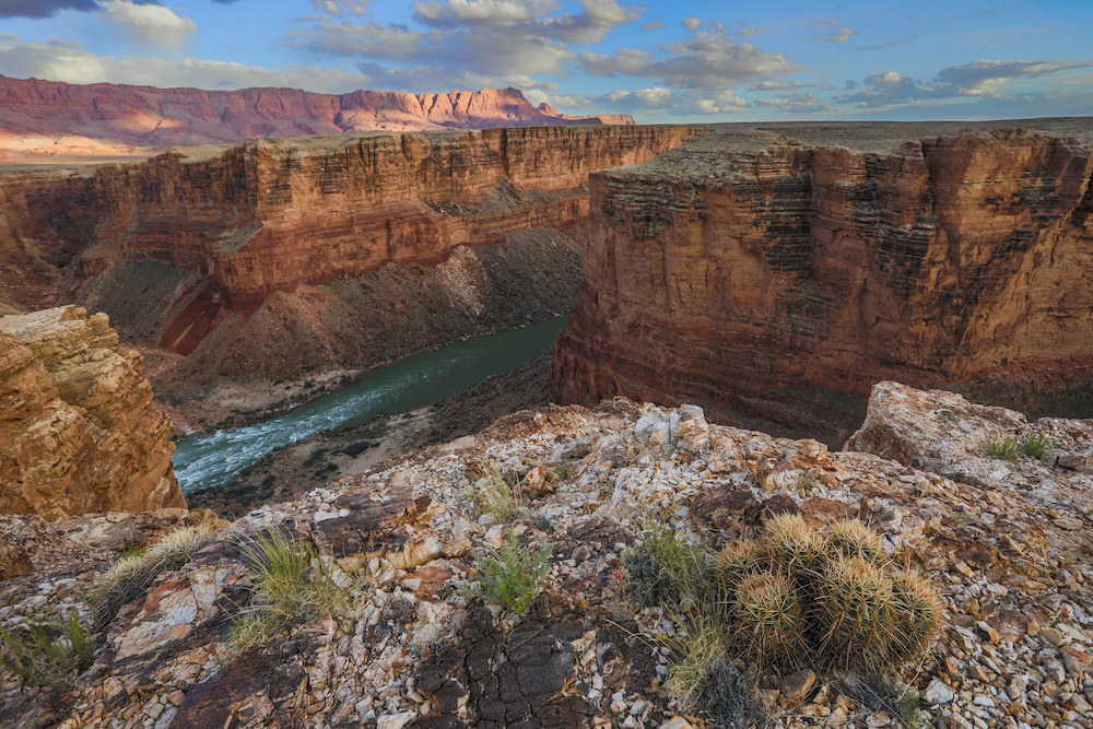 Cacti in bloom in Marble Canyon. Photographed at the edge of the East Section of the monument, looking out from the rim of Marble Canyon where Badger Creek meets the Colorado River. 